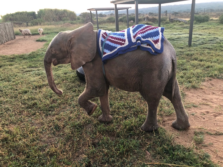 Albino Baby Elephant, Khanyisa & Her Journey in Blankets