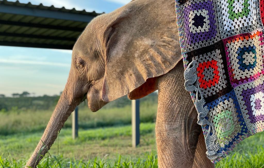 Albino Baby Elephant, Khanyisa & Her Journey in Blankets