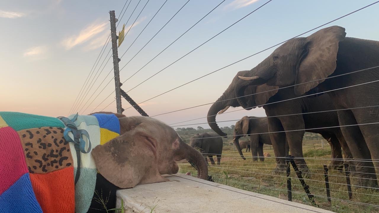 Albino Baby Elephant, Khanyisa & Her Journey in Blankets