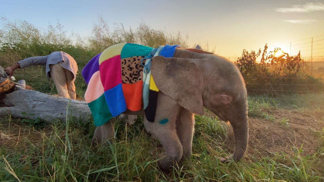 Albino Baby Elephant, Khanyisa & Her Journey in Blankets