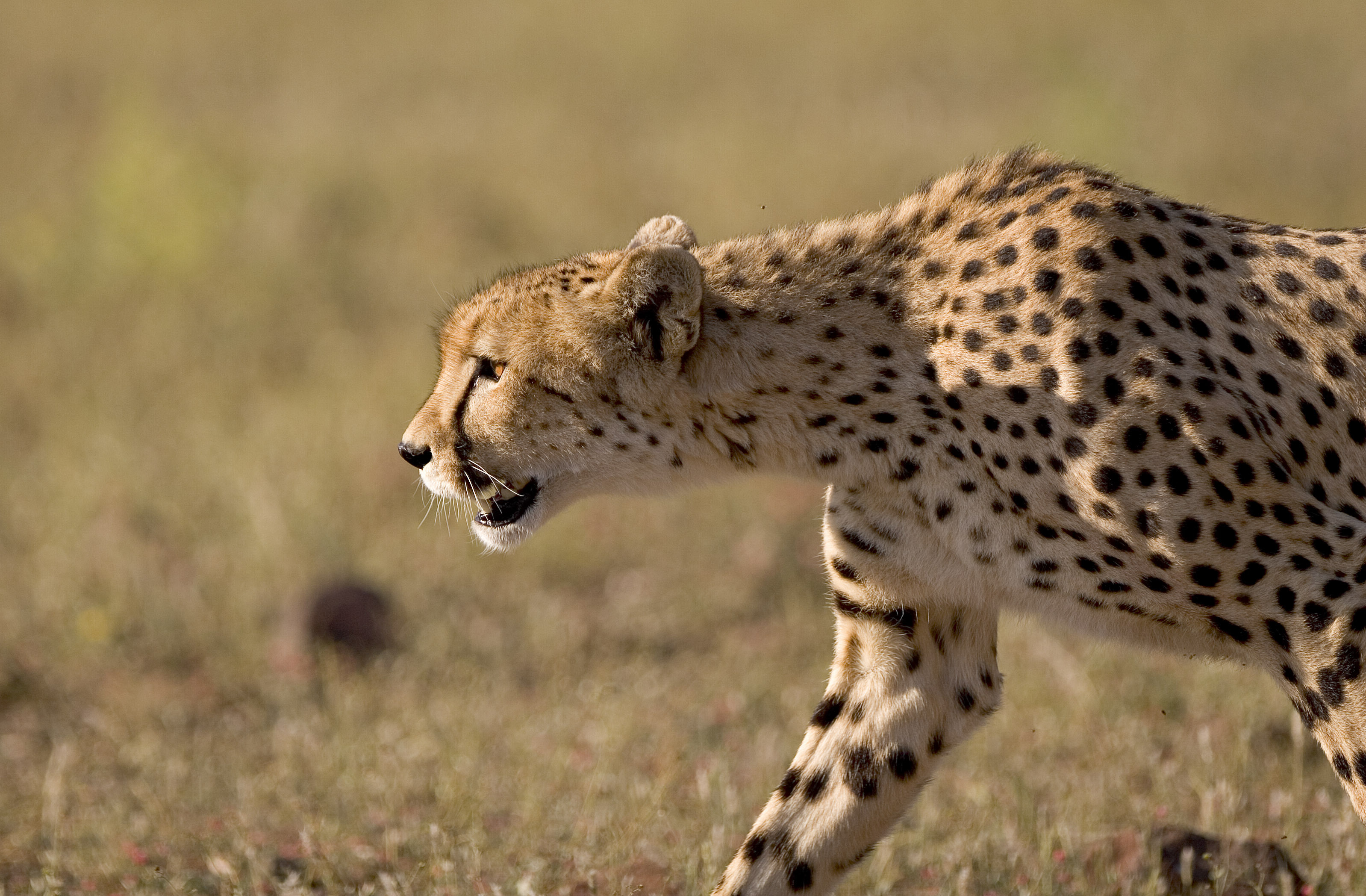 Cheetah