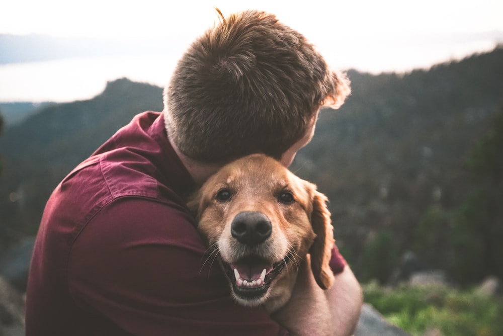 VIDEO: Ecstatic Reunion As Pup is Reunited with Owner After Two Months!