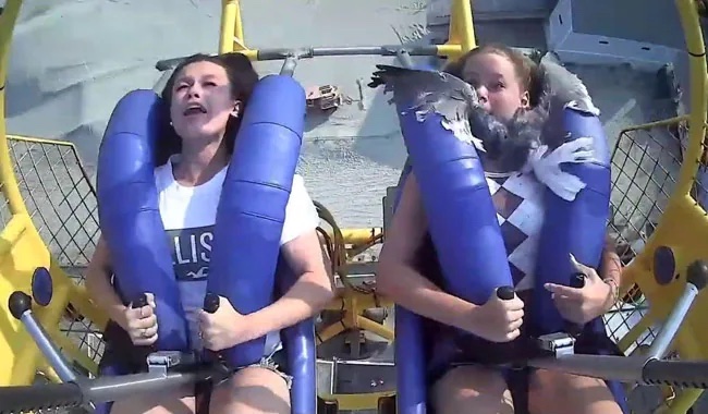 Seagull Slingshot
