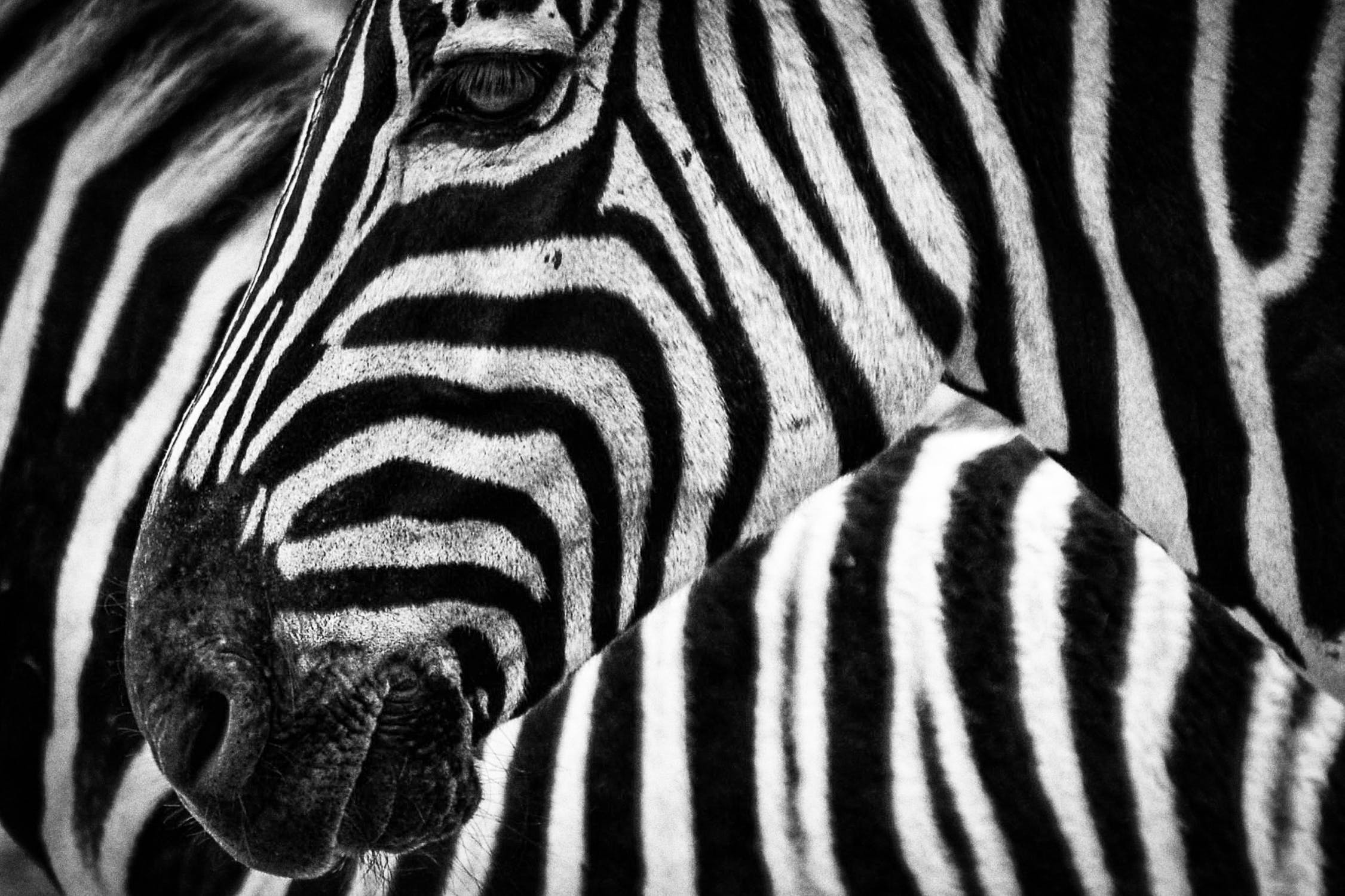 A series of successful and exciting wildlife translocations saw 27 Zebra and 62 blue wildebeest safely making a 1,250 km journey from Kruger National Park in South Africa to Zinave National Park in Mozambique this month.