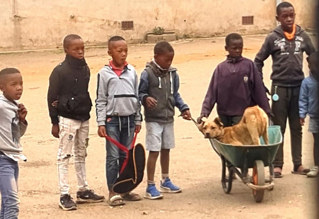 CLAW - Group of Kids Take Puppy to VET in Wheelbarrow 'Ambulance'