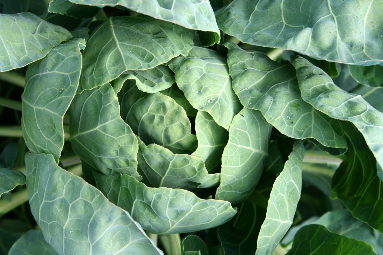Food Gardens Garden Cabbage