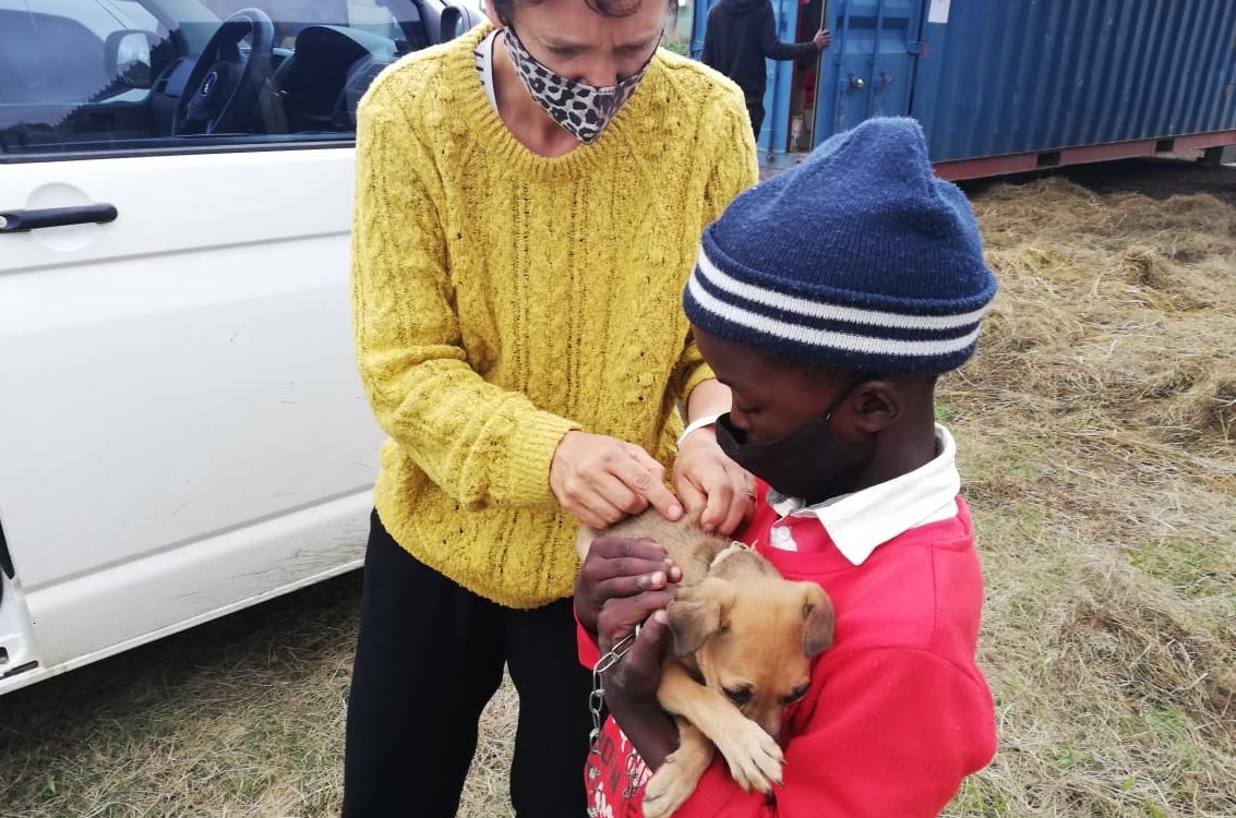 Rabies Parvovirus