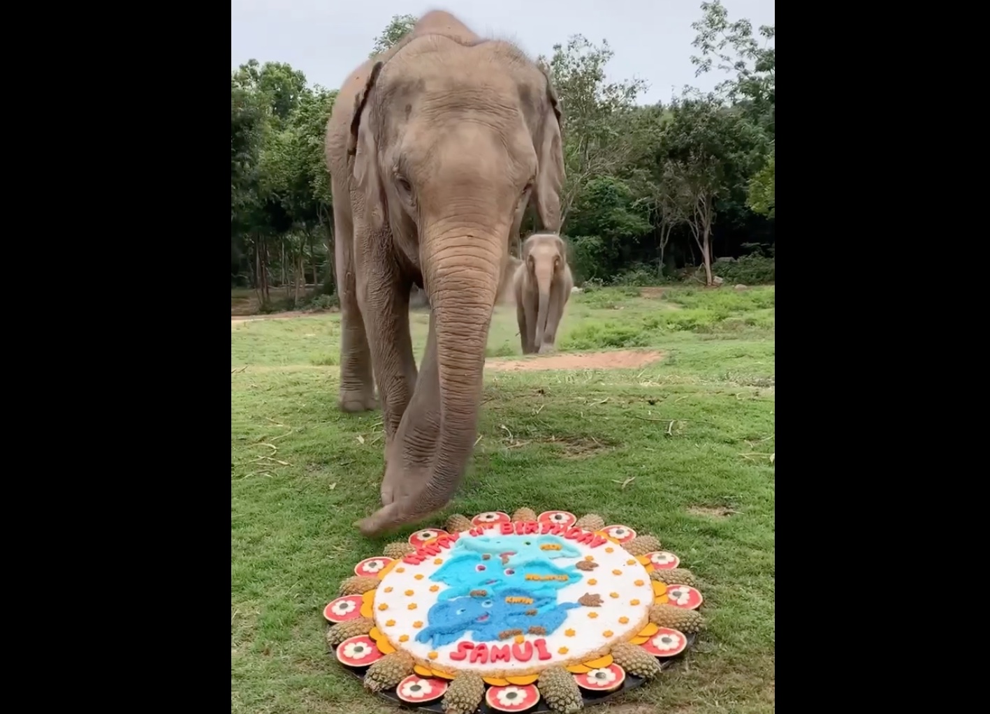 Elephant