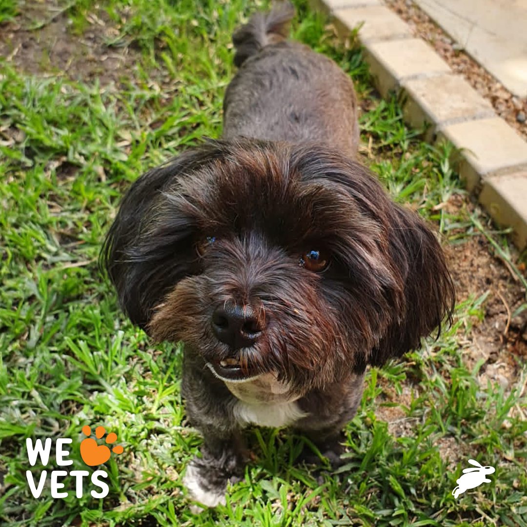 SA Vets Gives Pup New Lease on Life With 3D-Printed Jaw-Plate!