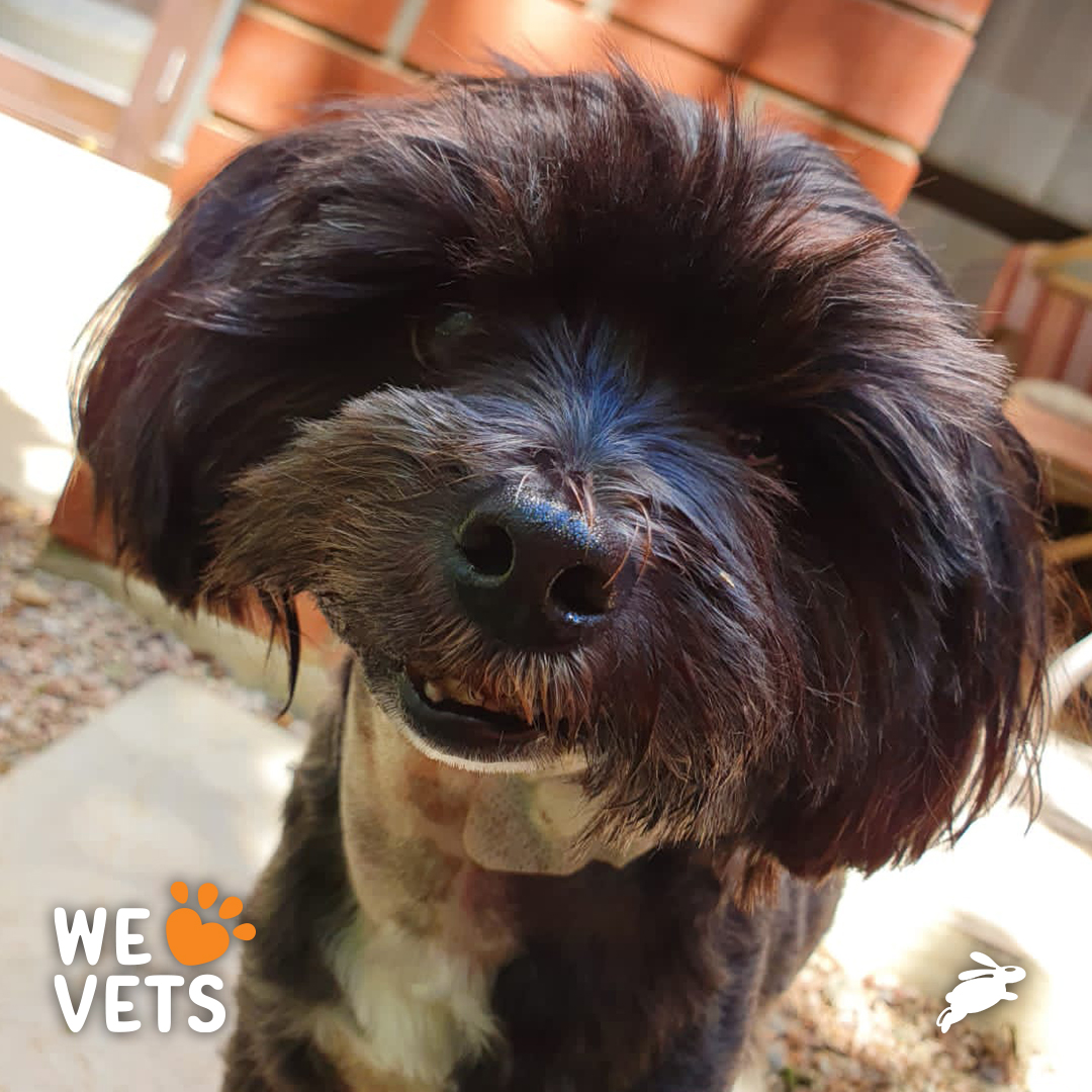 SA Vets Gives Pup New Lease on Life With 3D-Printed Jaw-Plate!