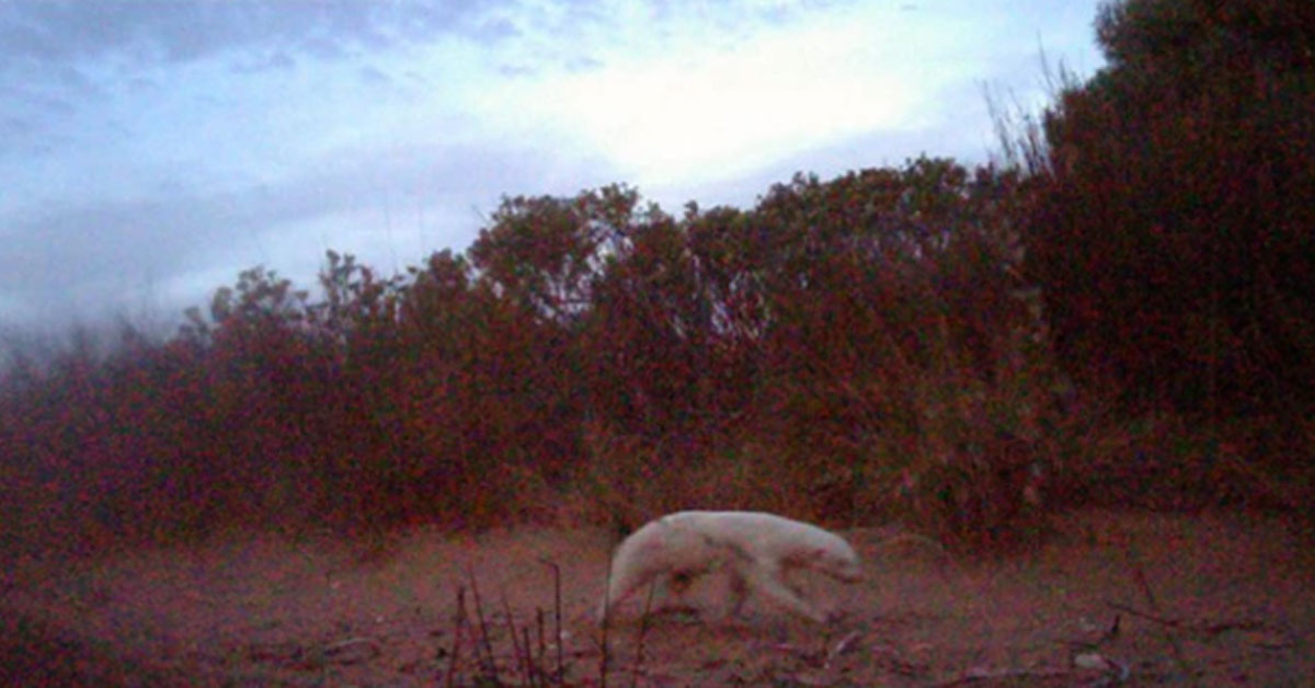 Rare Albino Honey Badger Found in Western Cape