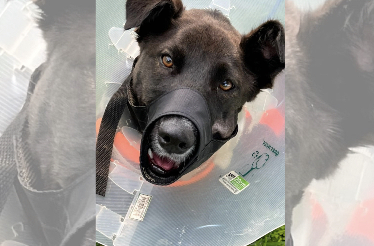 Three Lifesaving Operations Later... Kei is Back Home And On The Mend!