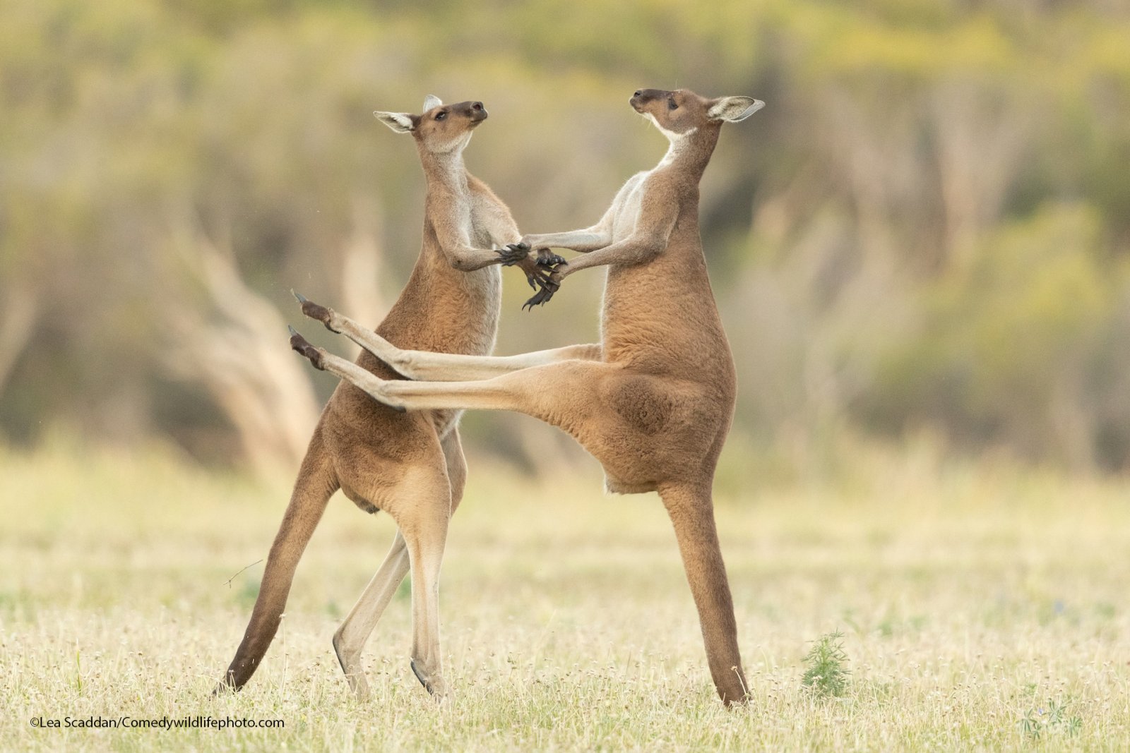 Here Are All The Winners From The Comedy Wildlife Photography Awards!