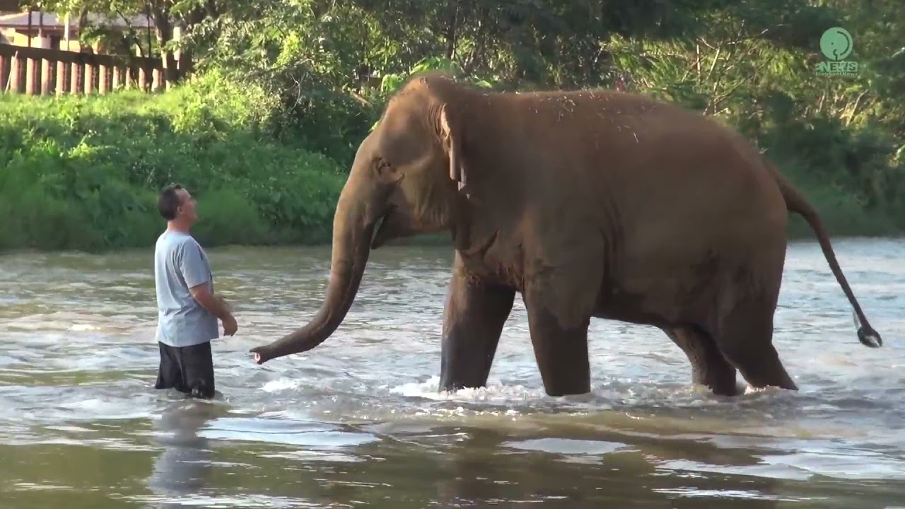 Elephants Reunite With Caretaker After 14 Months in Heartwarming Video!