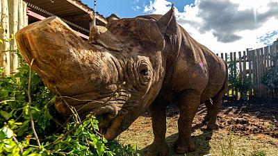 Munu, The Endangered Blind Rhino Will Totally Steal Your Heart!