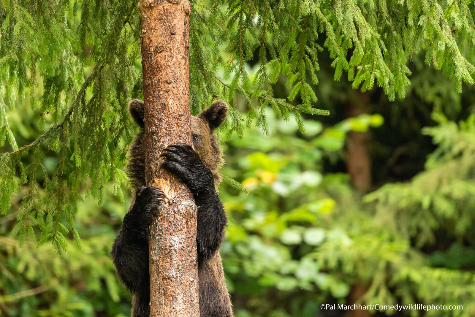 Here Are All The Winners From The Comedy Wildlife Photography Awards!