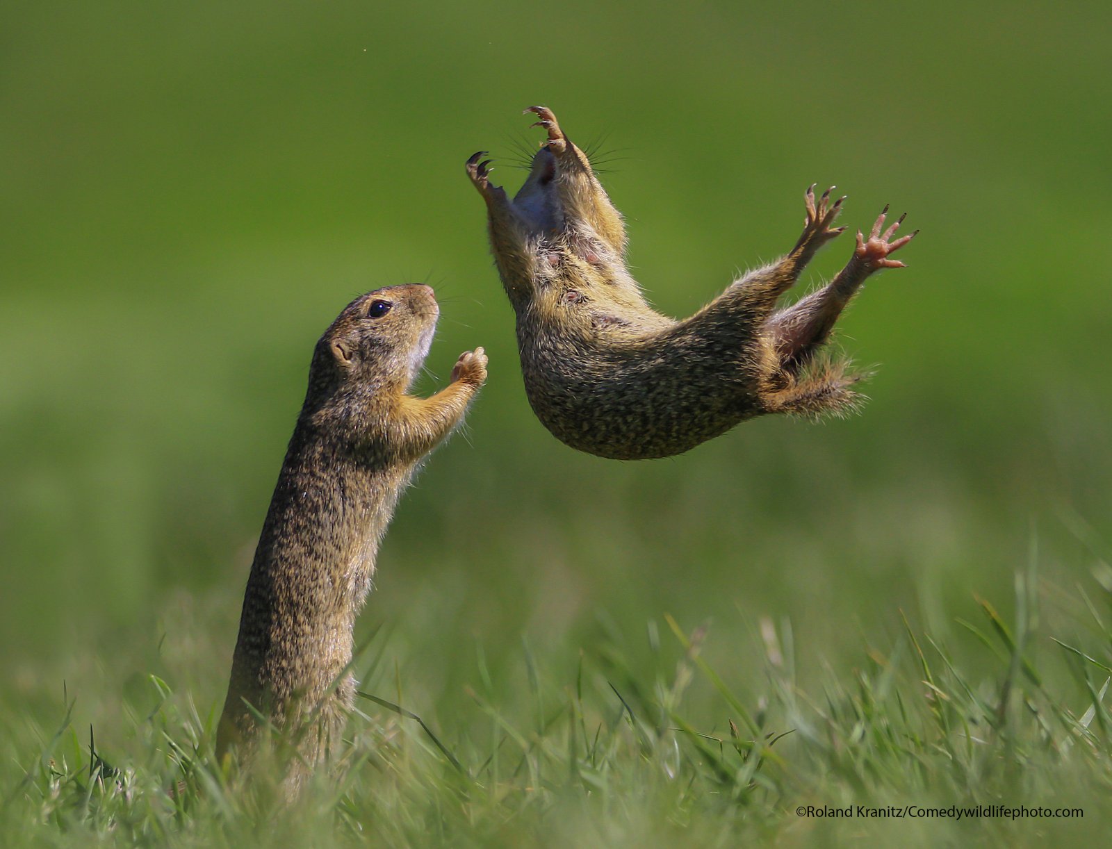 Here Are All The Winners From The Comedy Wildlife Photography Awards!