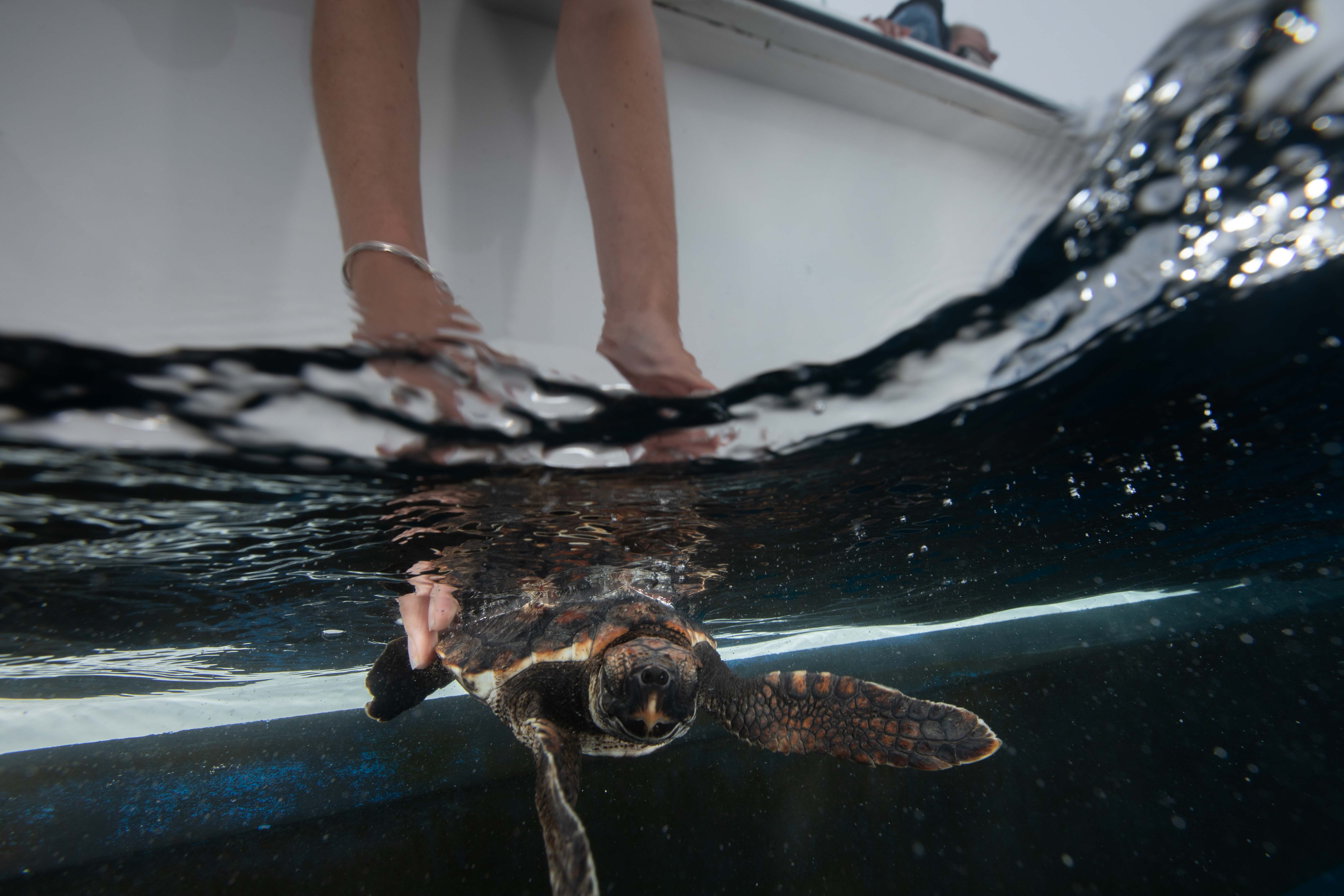 44 Sea Turtles Rehabilitated And Released Back Into The Wild!