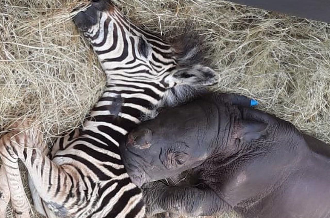 Adorable Baby Rhino and Baby Zebra Have Become the Best of Friends!