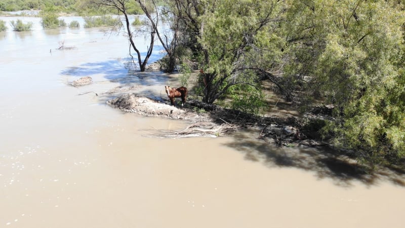 Rescuers Spend 5 Days Saving Horse Stuck on Disappearing Vaal Island