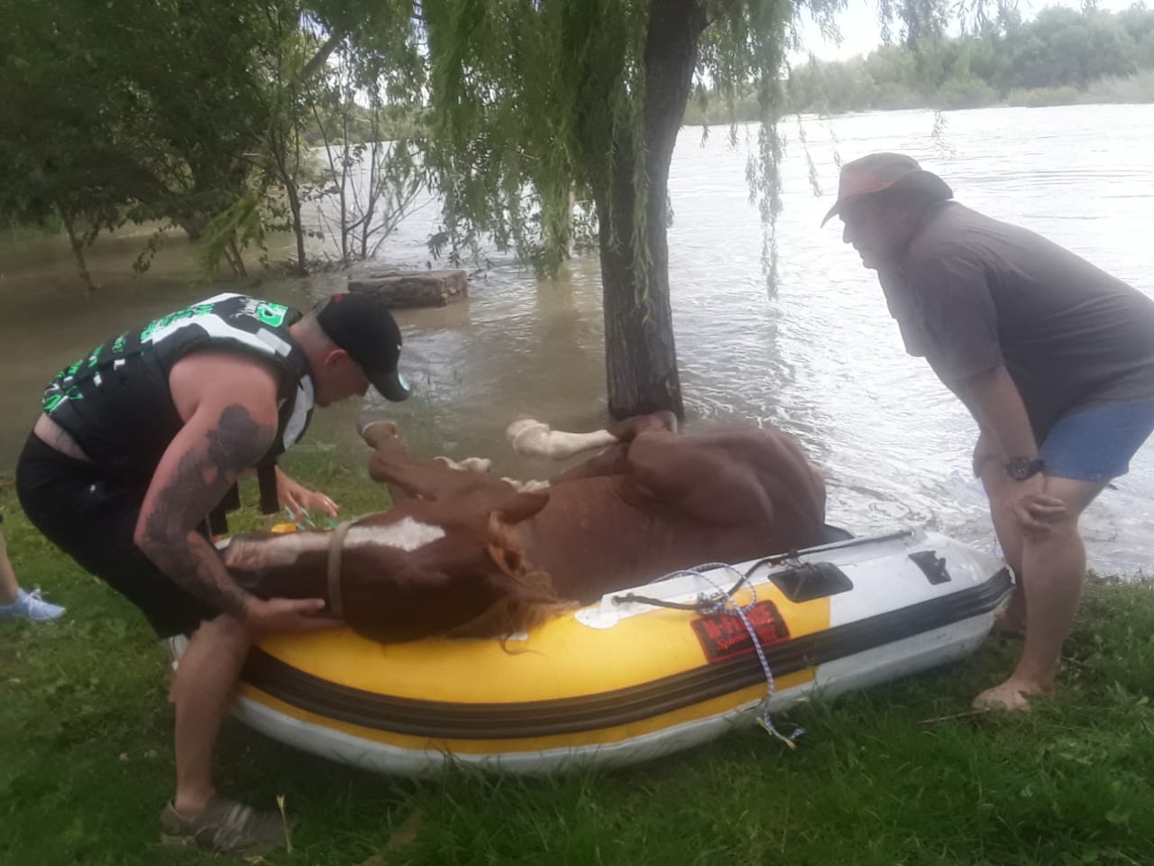 Rescuers Spend 5 Days Saving Horse Stuck on Disappearing Vaal Island