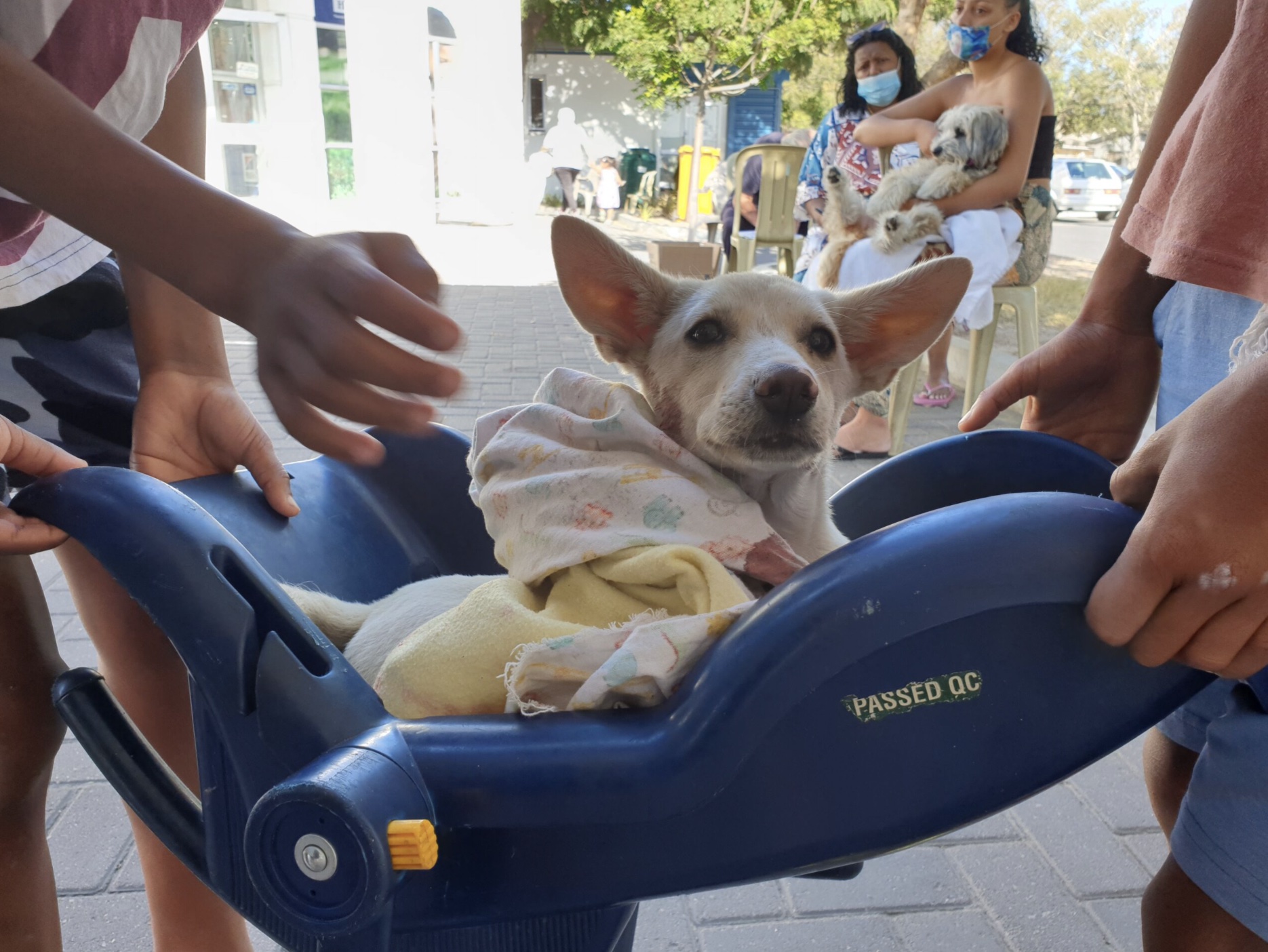 Kids Walk For Over 30 Minutes To Save Pup Hit By Car!