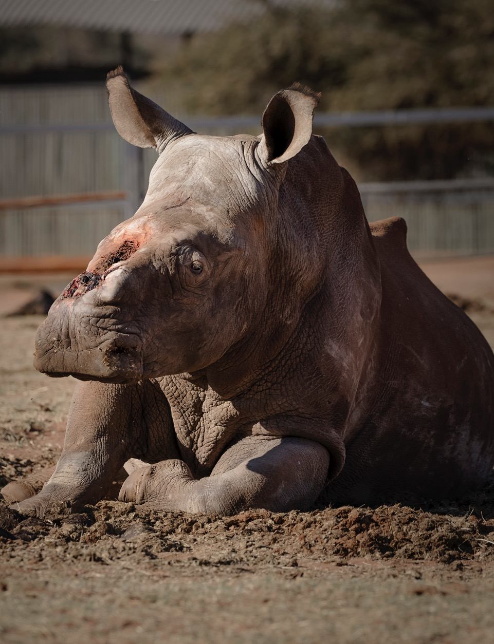 Baby Rhino Rescue: From Massacre to Majesty. This is Seha’s journey