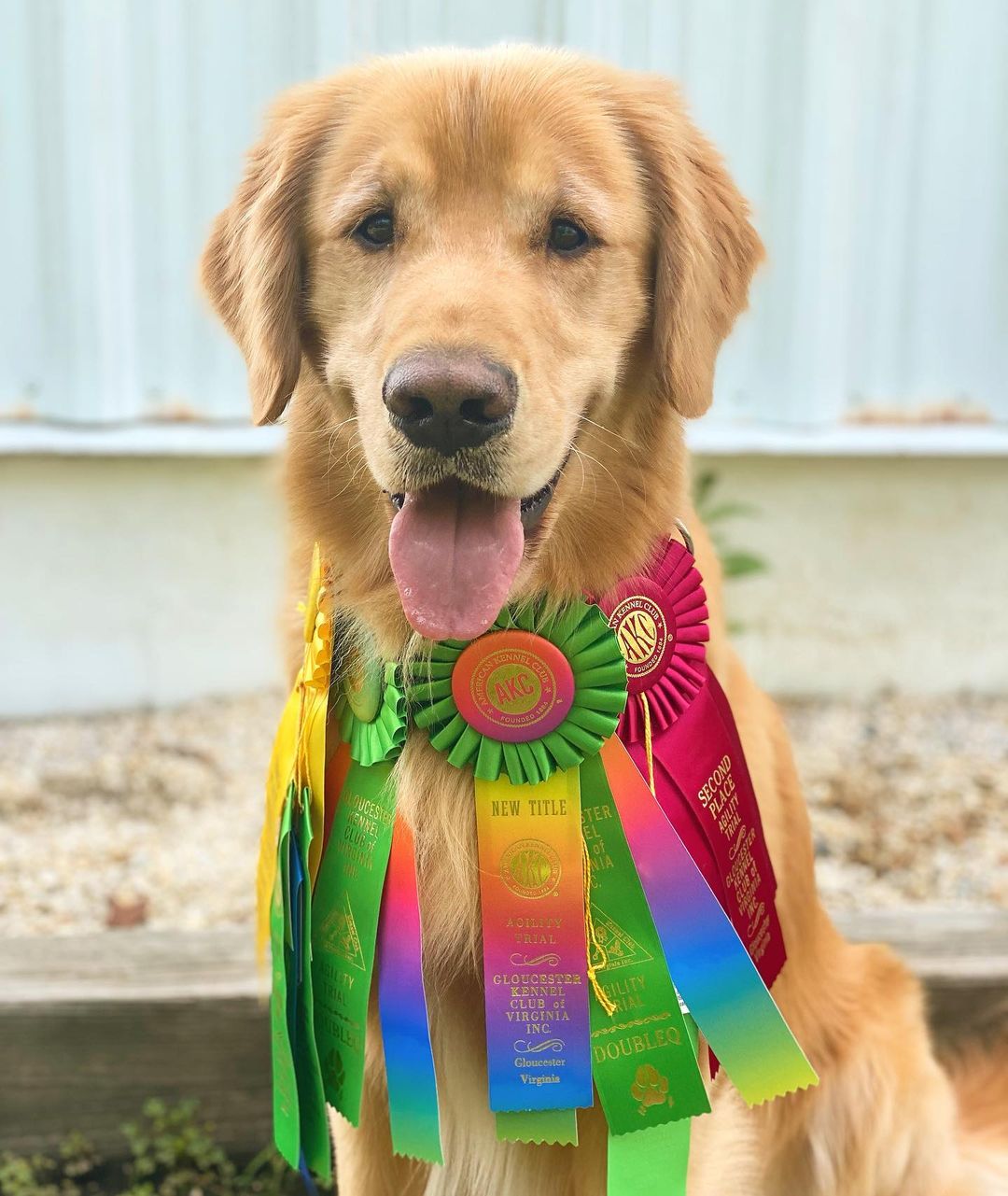 Couple Include Dogs In Wedding Party - Internet's Hearts Melt Completely!
