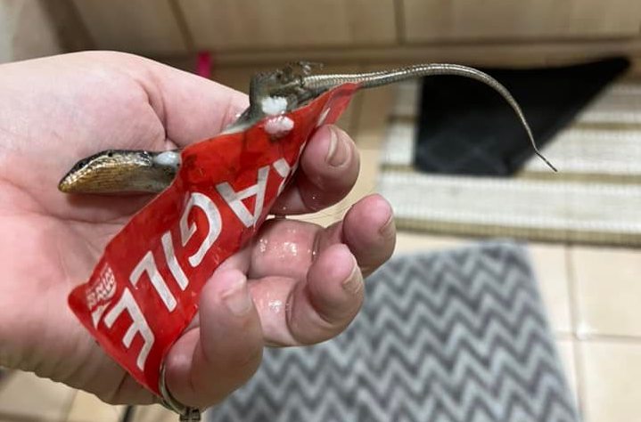Lizard