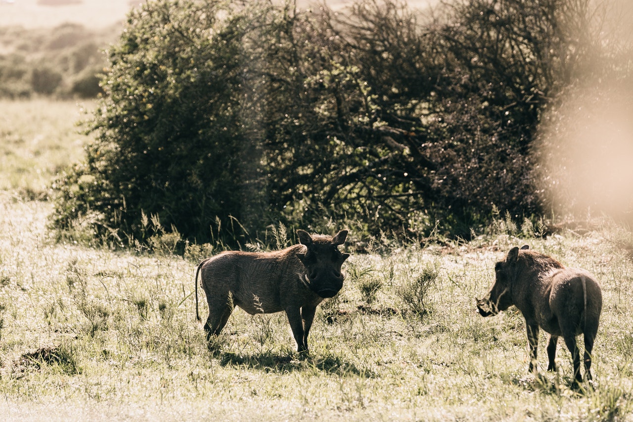Warthog