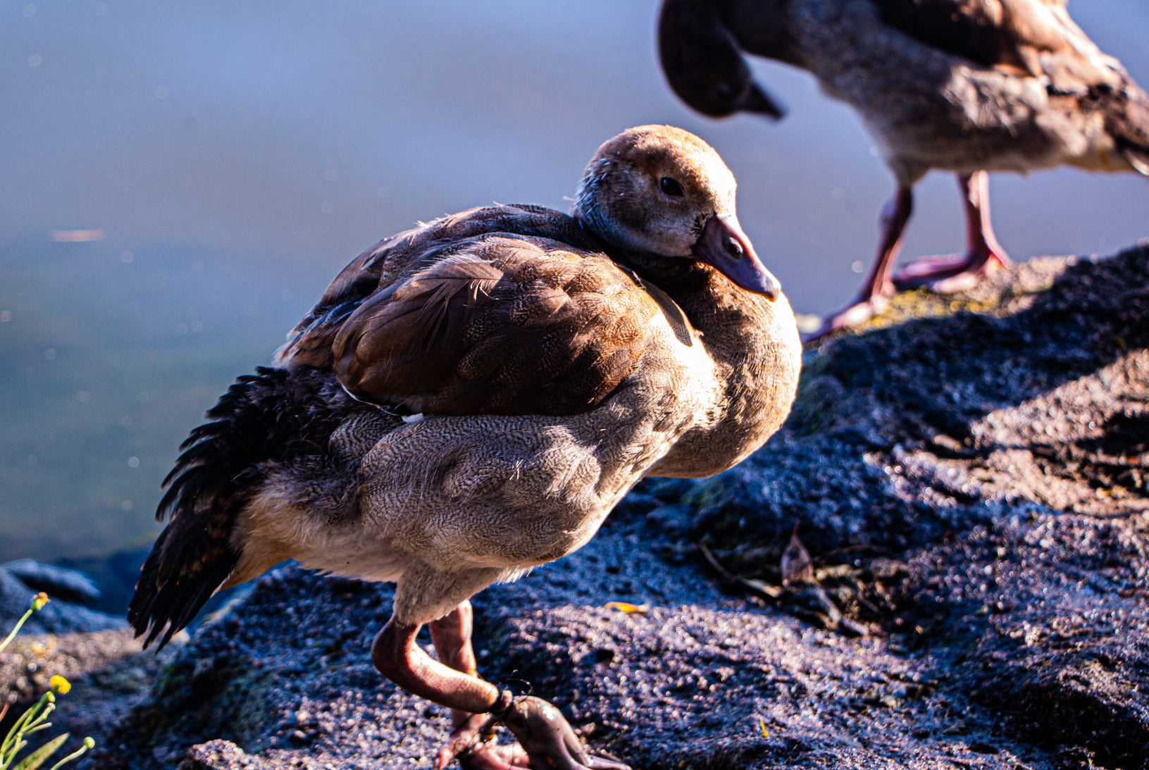 Group of Strangers at a Park Rallied Together to Save a Little Duck!