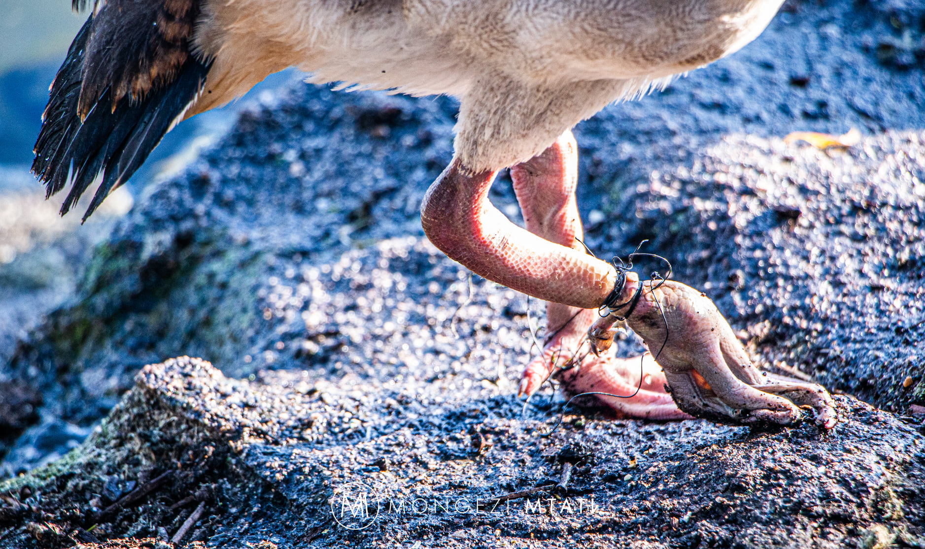 Group of Strangers at a Park Rallied Together to Save a Little Duck!