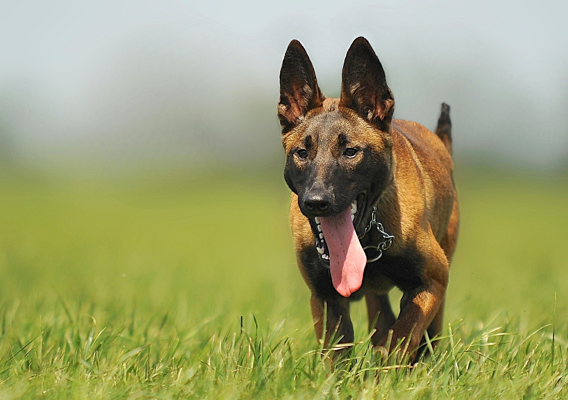 Malinois