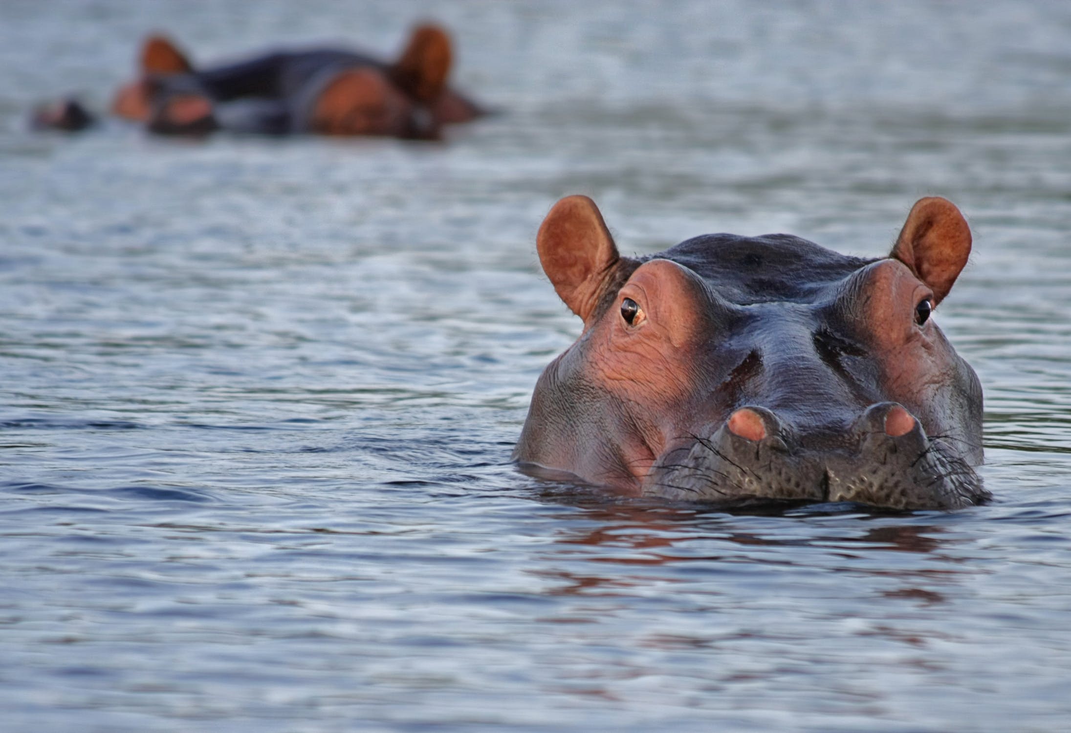 Ivory Trade Hippos Can't Actually Swim! Wait, What? David Attenborough Explains...