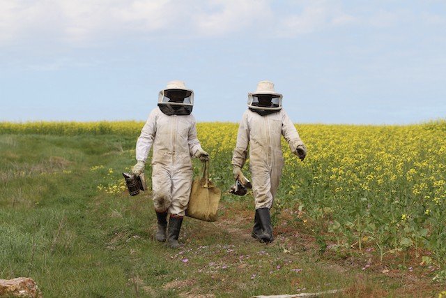 Bee