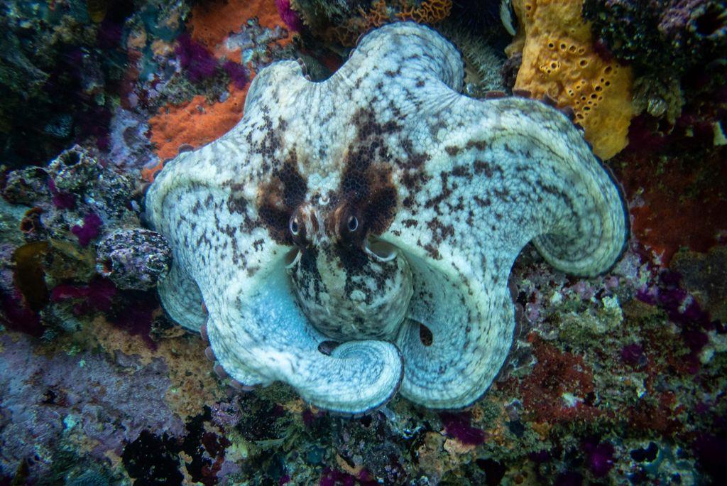 My Octopus Teacher: A New Chapter! Bringing The Story To Life For South Africans!