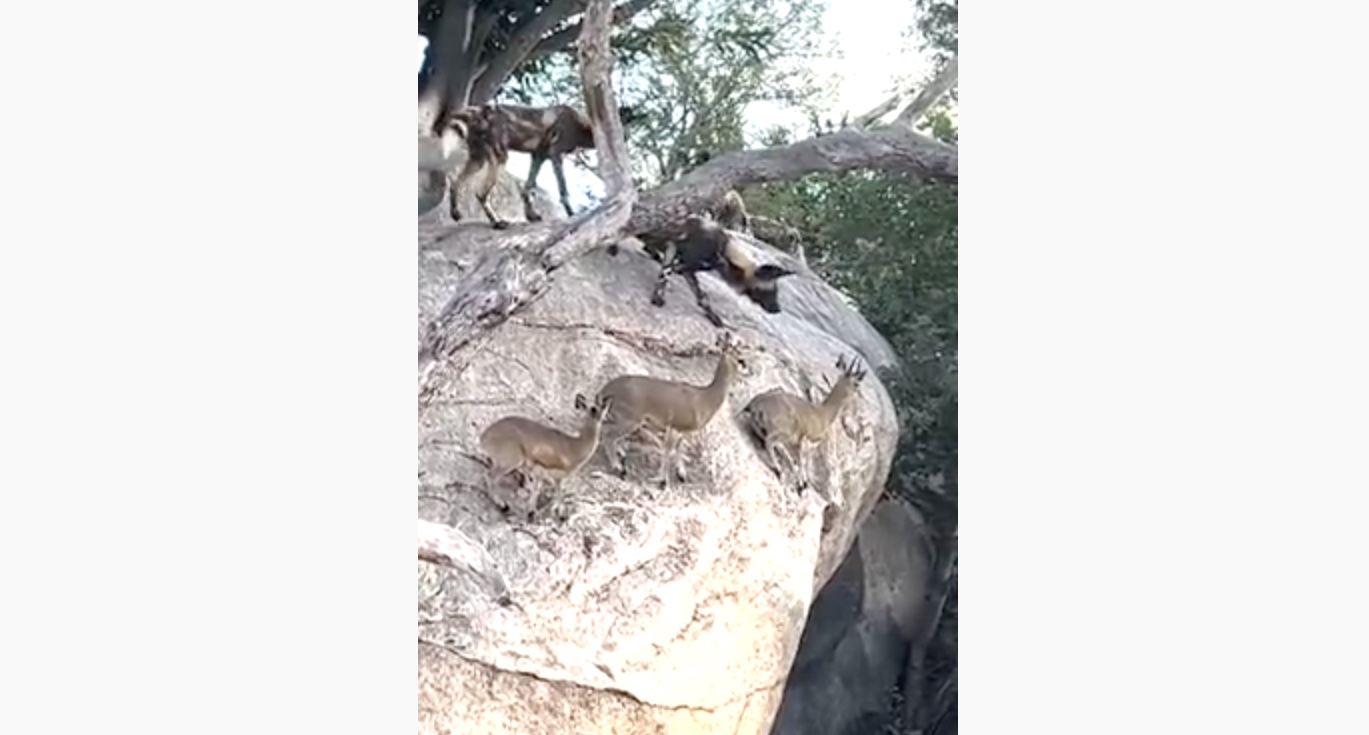 Wild Dogs