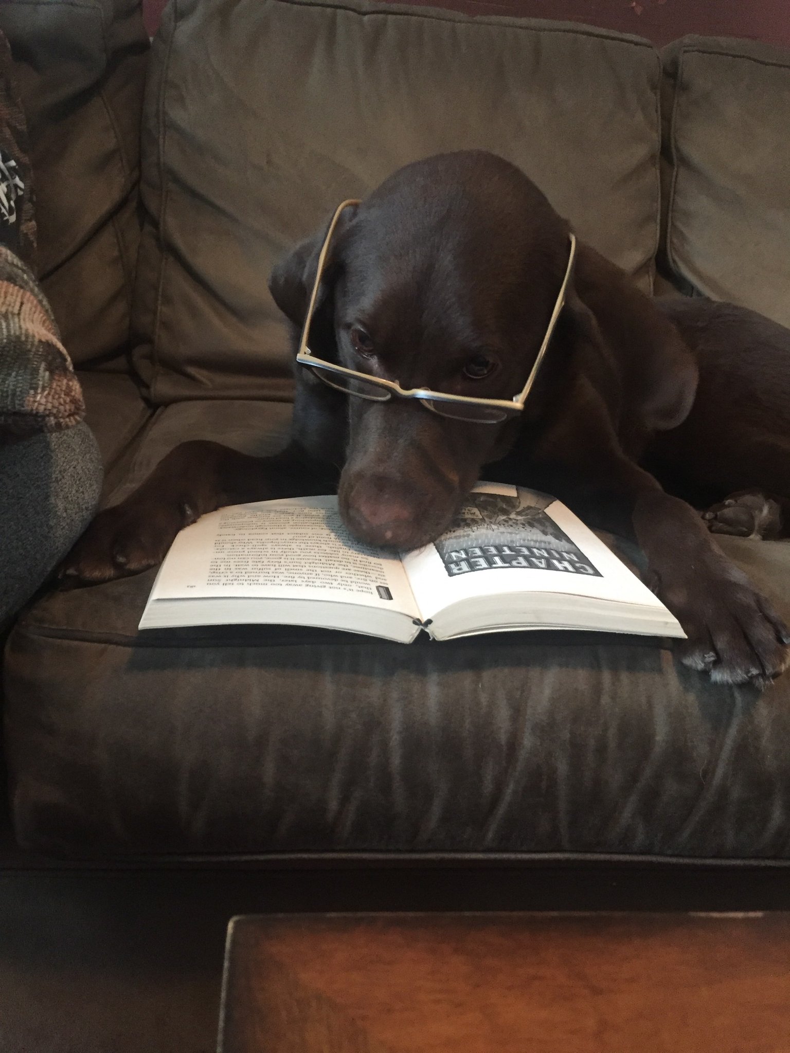 Professor Asked Students to Send Photos of Their Pets Doing Classwork!