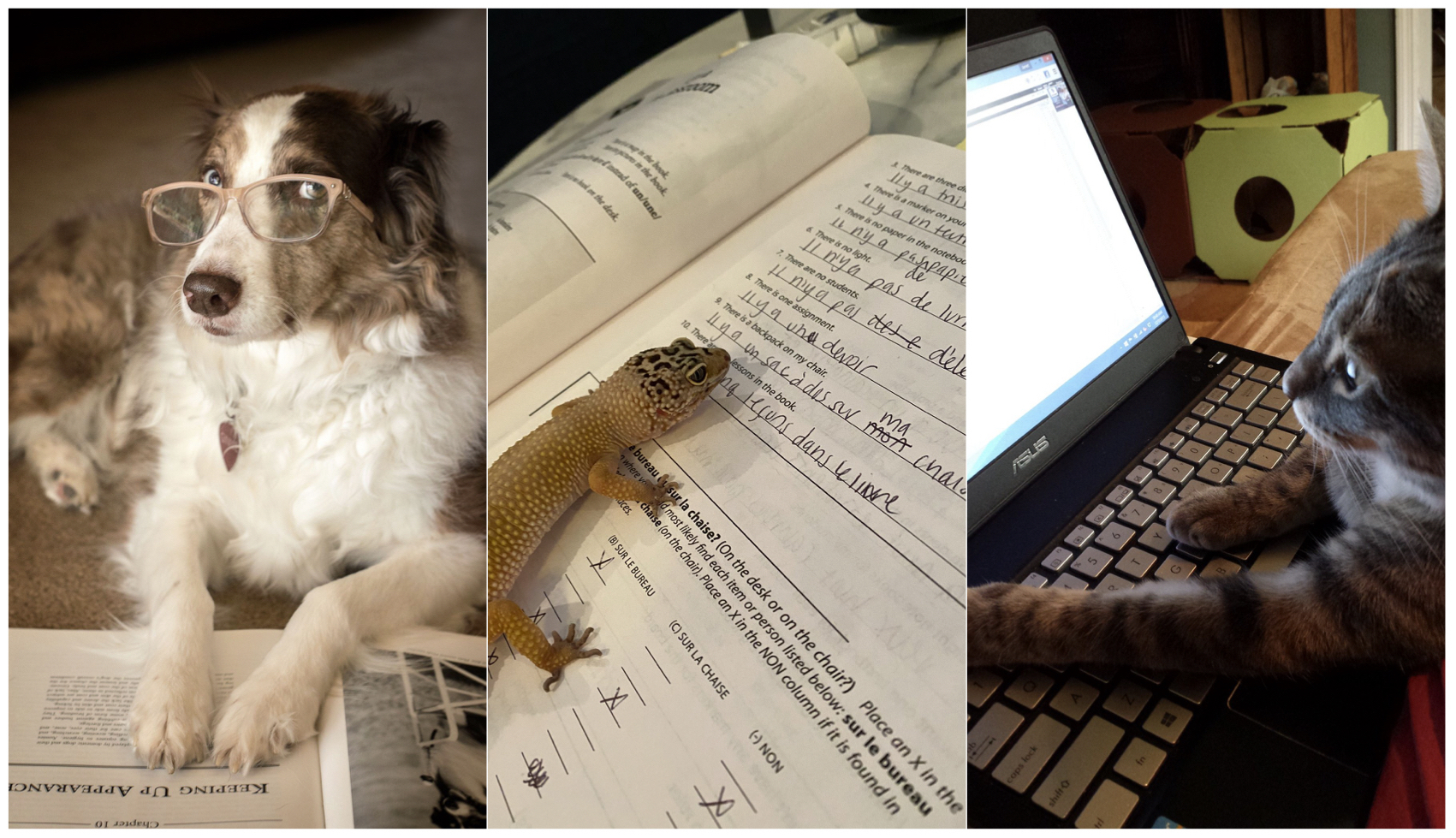 Professor Asked Students to Send Photos of Their Pets Doing Classwork!