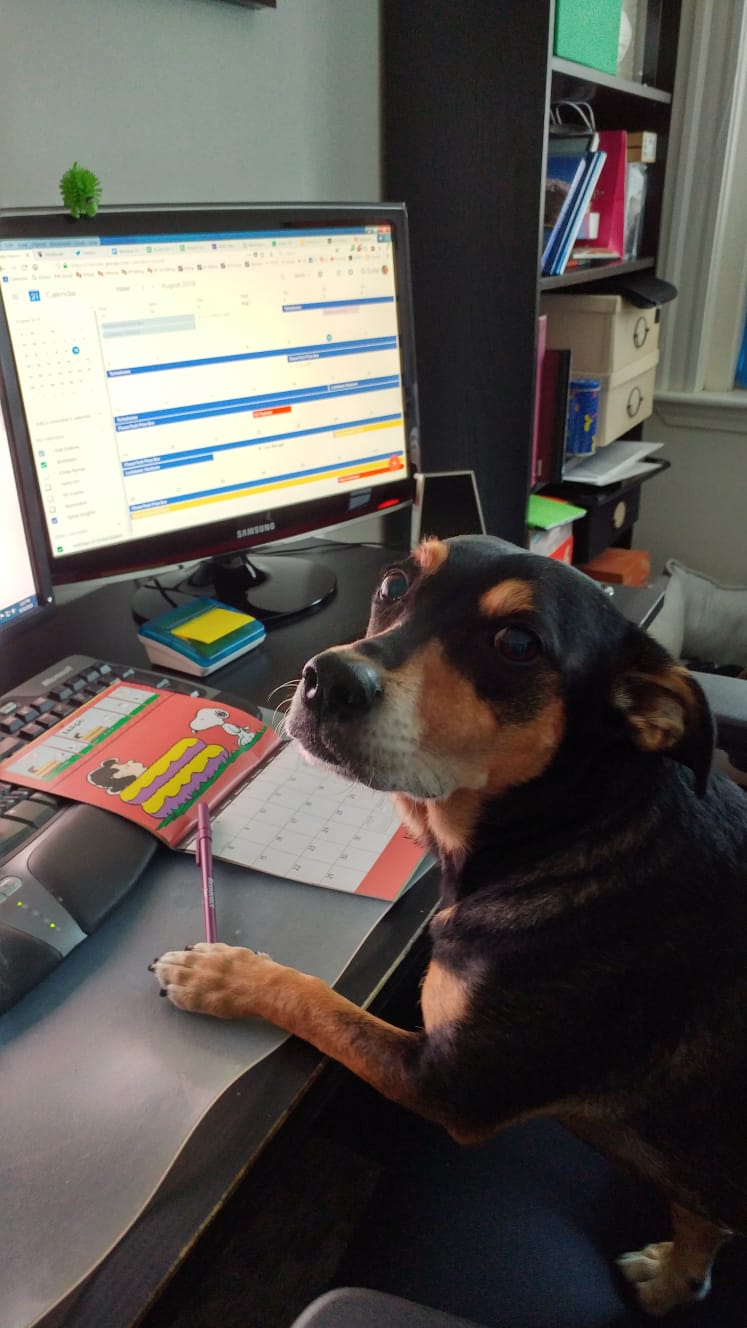 Professor Asked Students to Send Photos of Their Pets Doing Classwork!