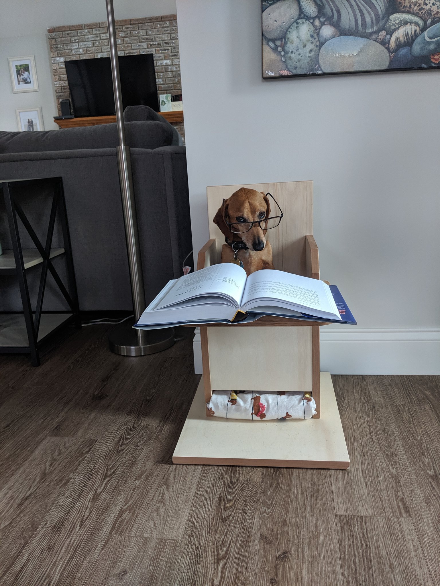 Professor Asked Students to Send Photos of Their Pets Doing Classwork!
