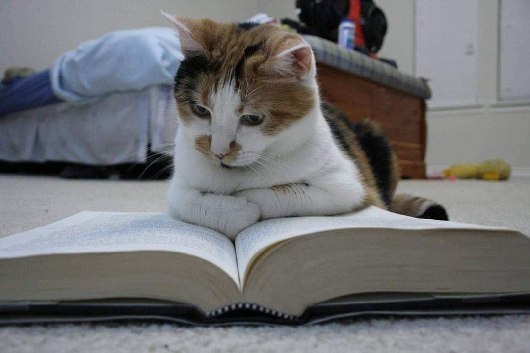 Professor Asked Students to Send Photos of Their Pets Doing Classwork!