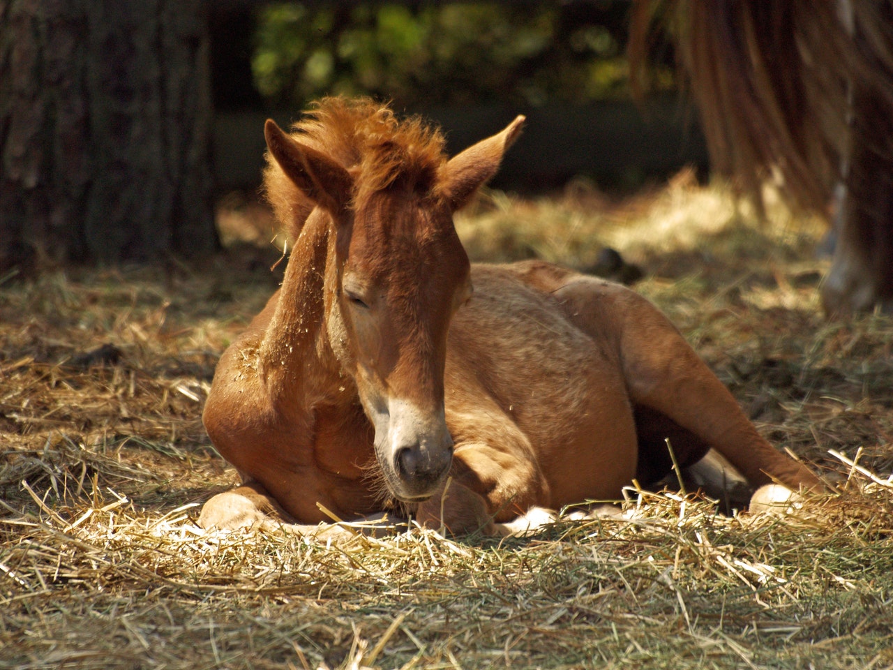 Foal