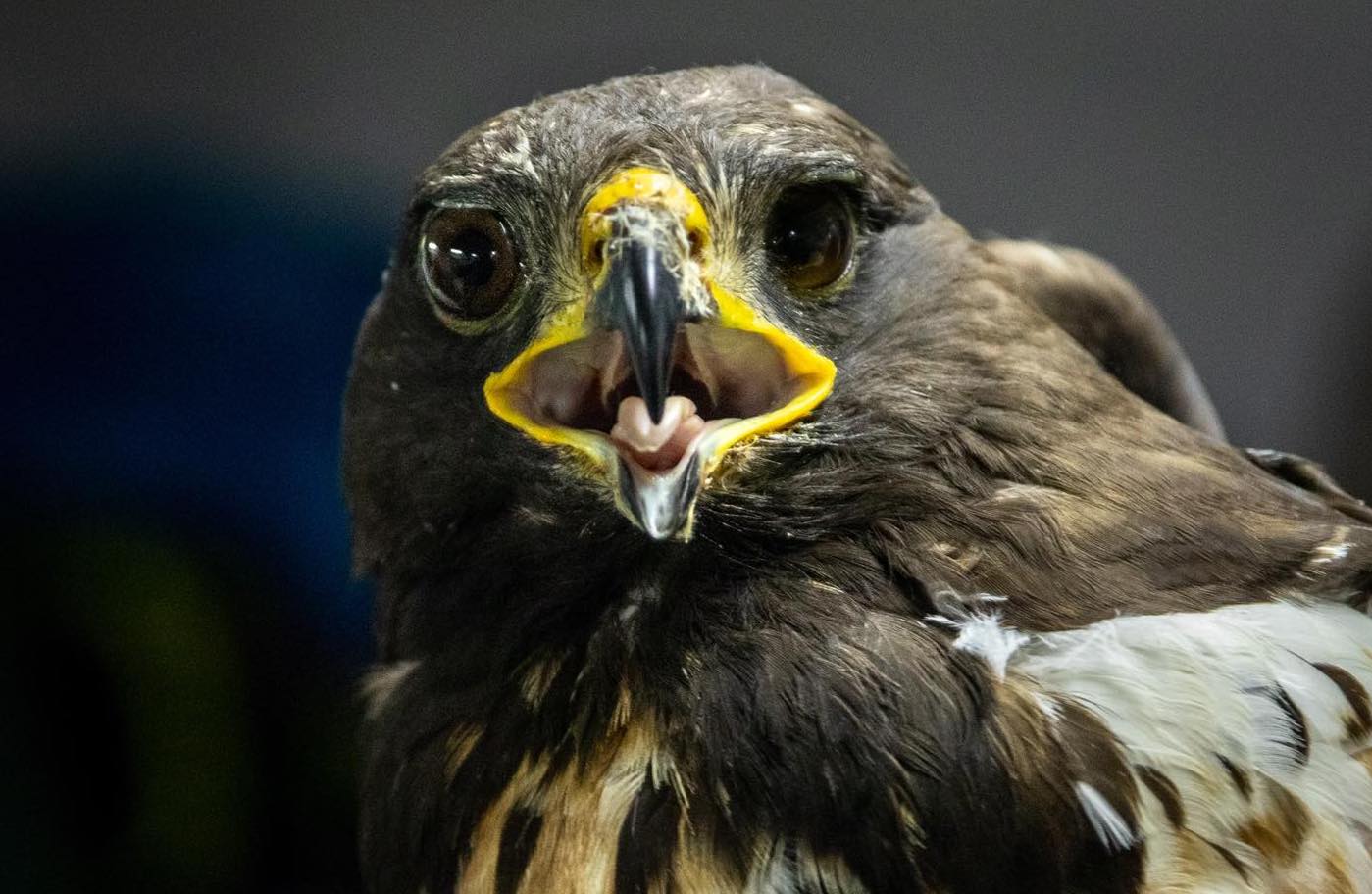 Buzzard