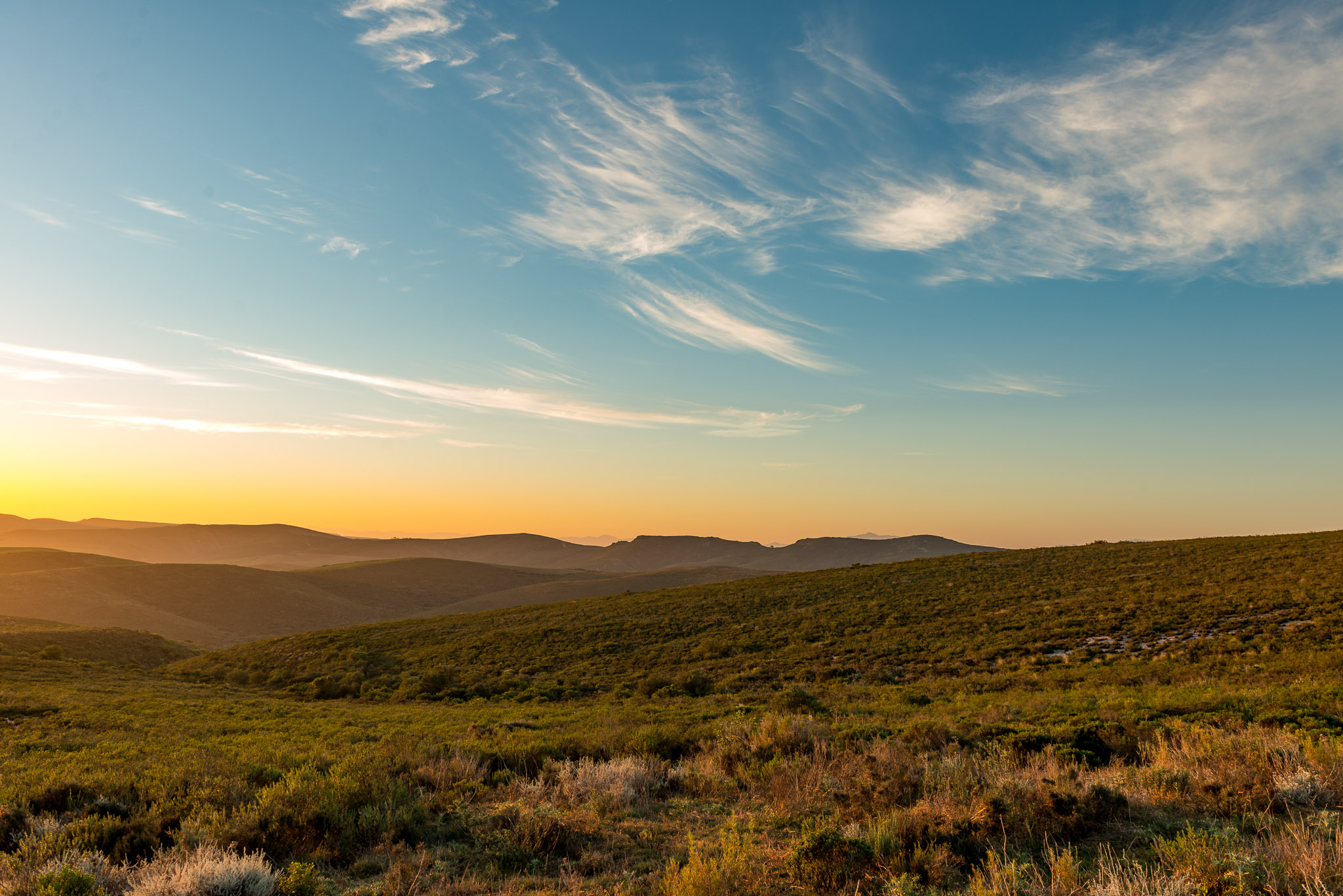 Renosterveld Conservation in The Overberg Turns 10 Years Old