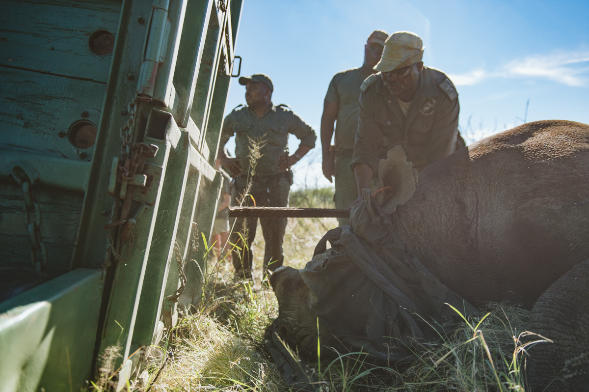 Four Black Rhino Translocated To Save Species!