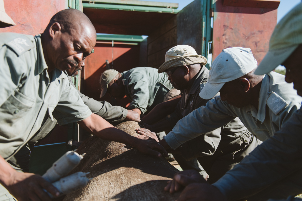 Four Black Rhino Translocated To Save Species!