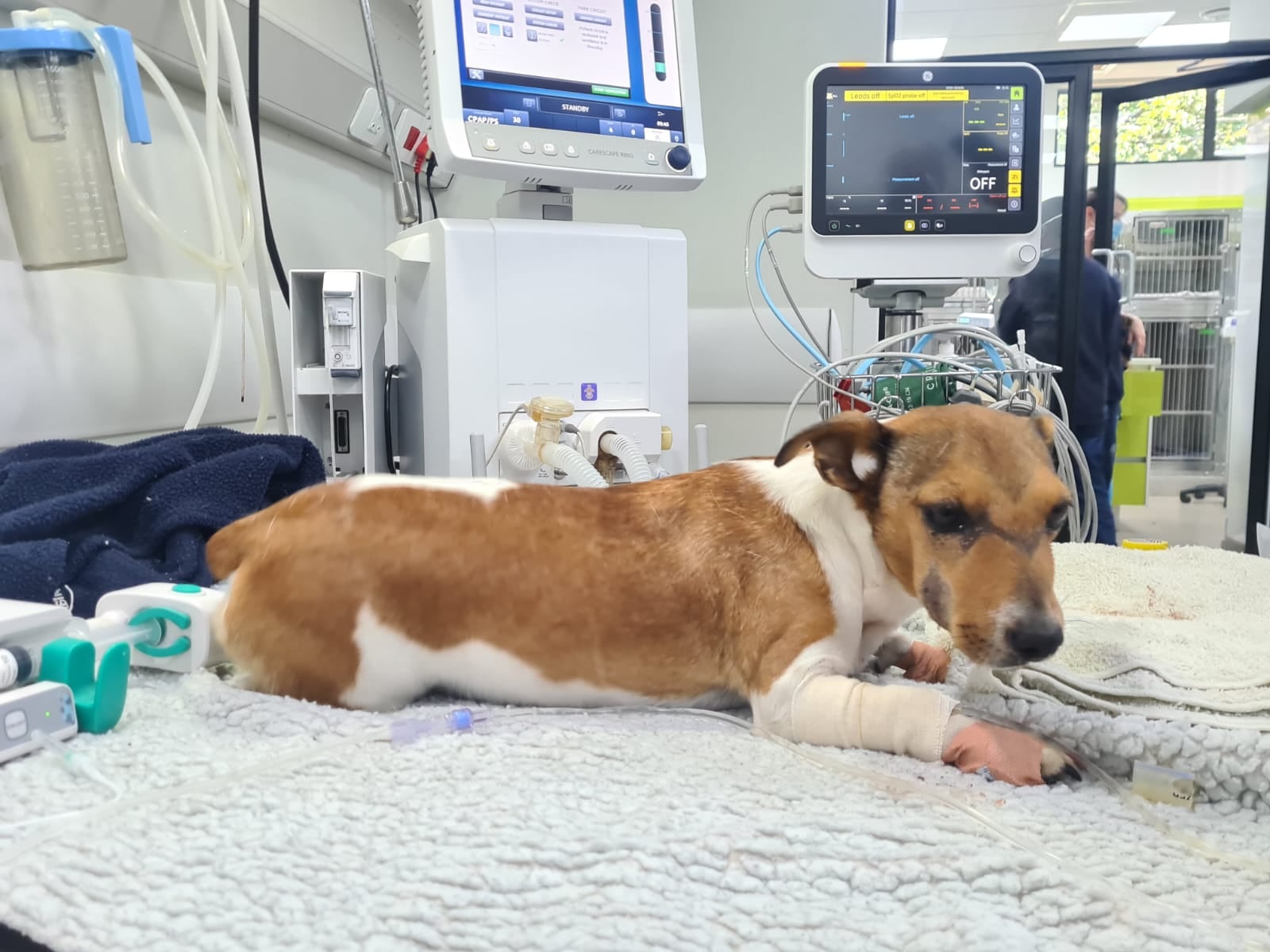 Pretoria Vets Save Brandy - A Pup Bitten By a Venomous Snake!