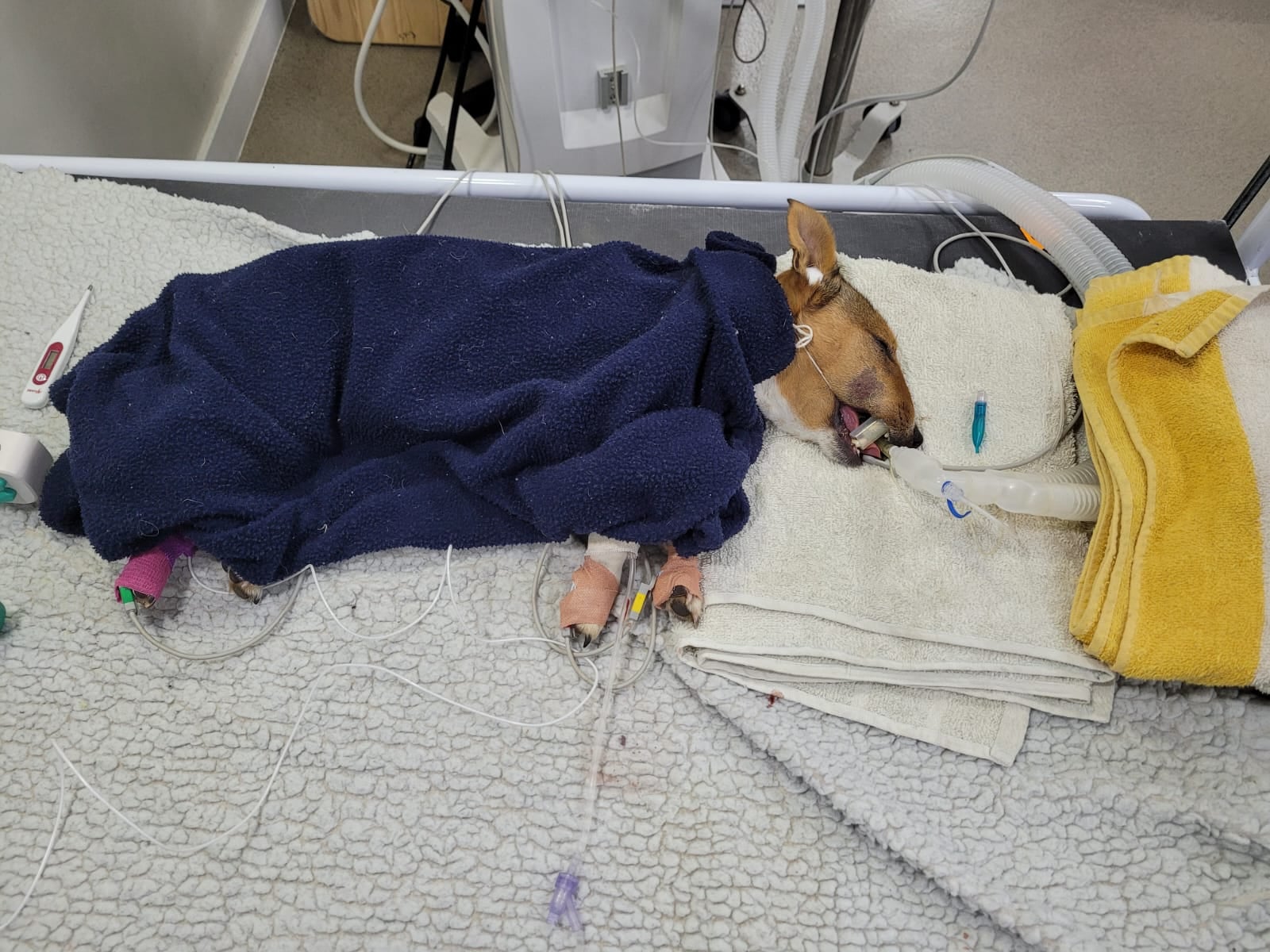 Pretoria Vets Save Brandy - A Pup Bitten By a Venomous Snake!