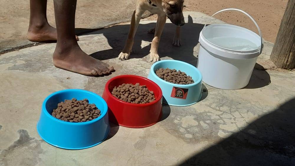 Volunteer 'Dog Feeder' Reaches Out... Community Rally Together to Help!